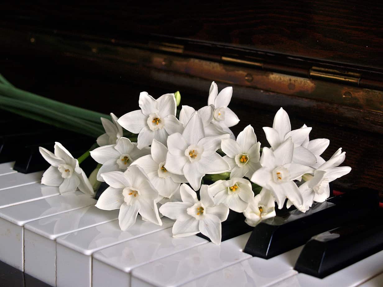 Piano Flowers, easy piano songs beginners, einfache klavierstücke anfänger