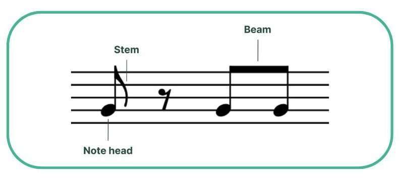 Quarter, half, and whole notes explained | Skoove